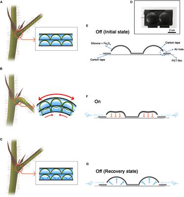 Hemispherical Cell-Inspired Soft Actuator